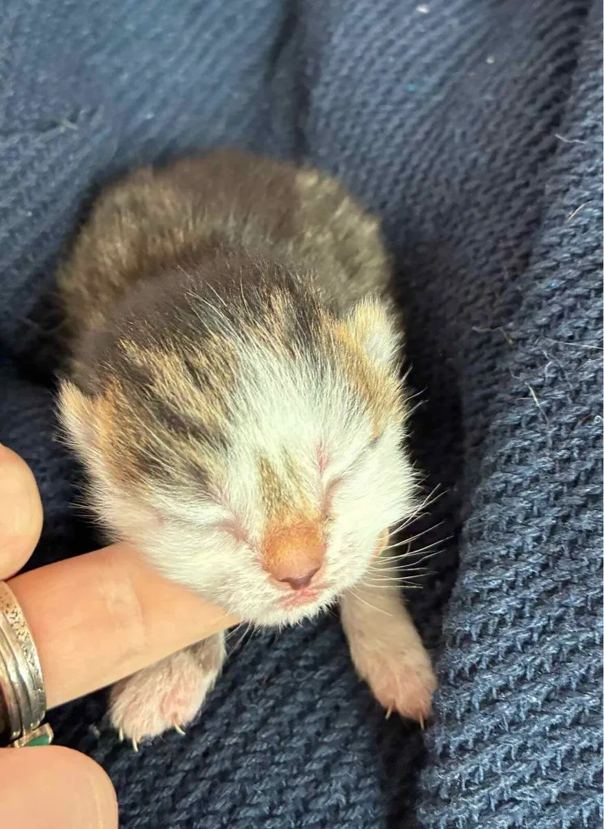 Beautiful Kittens🐈 - Image 3