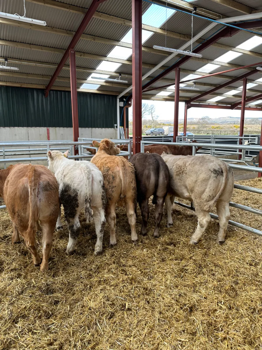 Charolais heifers - Image 3