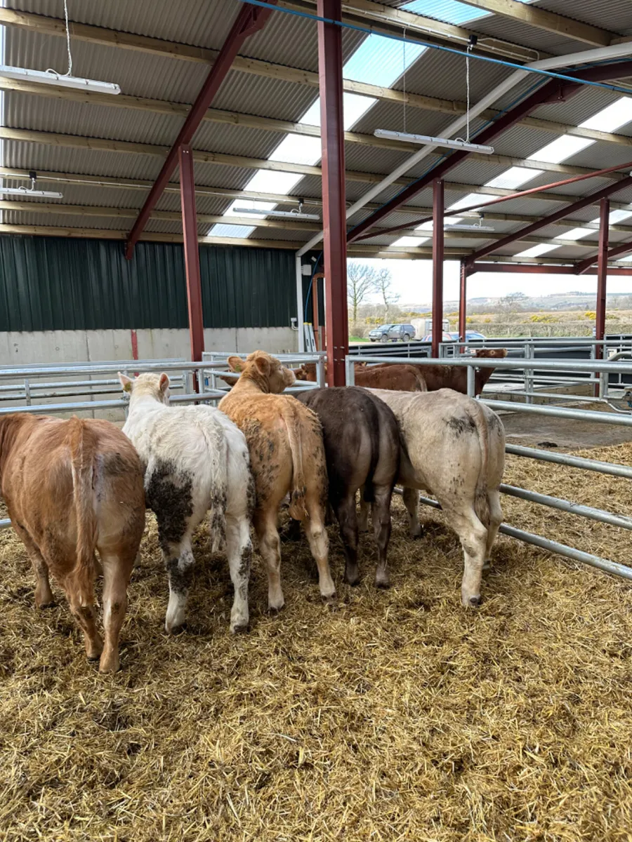 Charolais heifers - Image 4