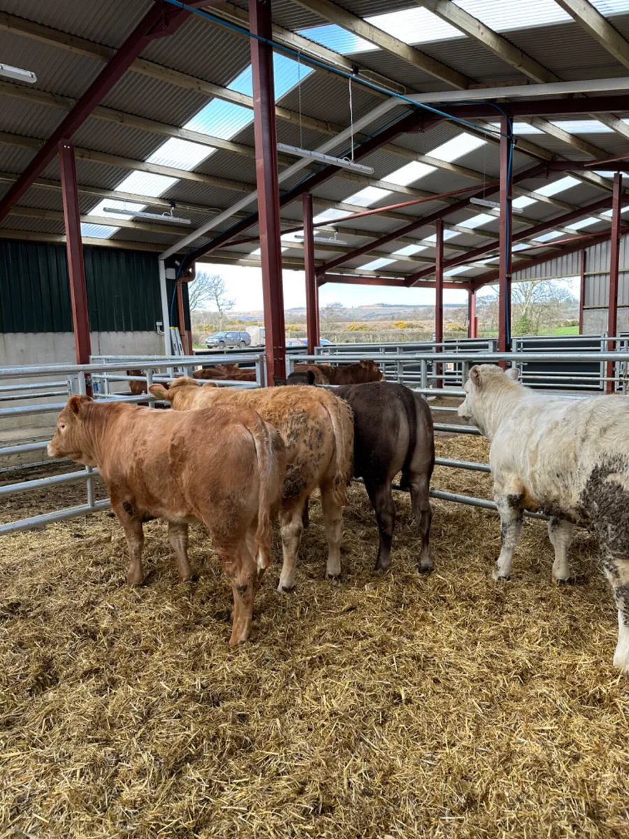 Charolais heifers - Image 2