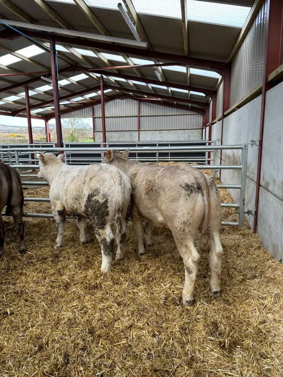 Charolais heifers - Image 1