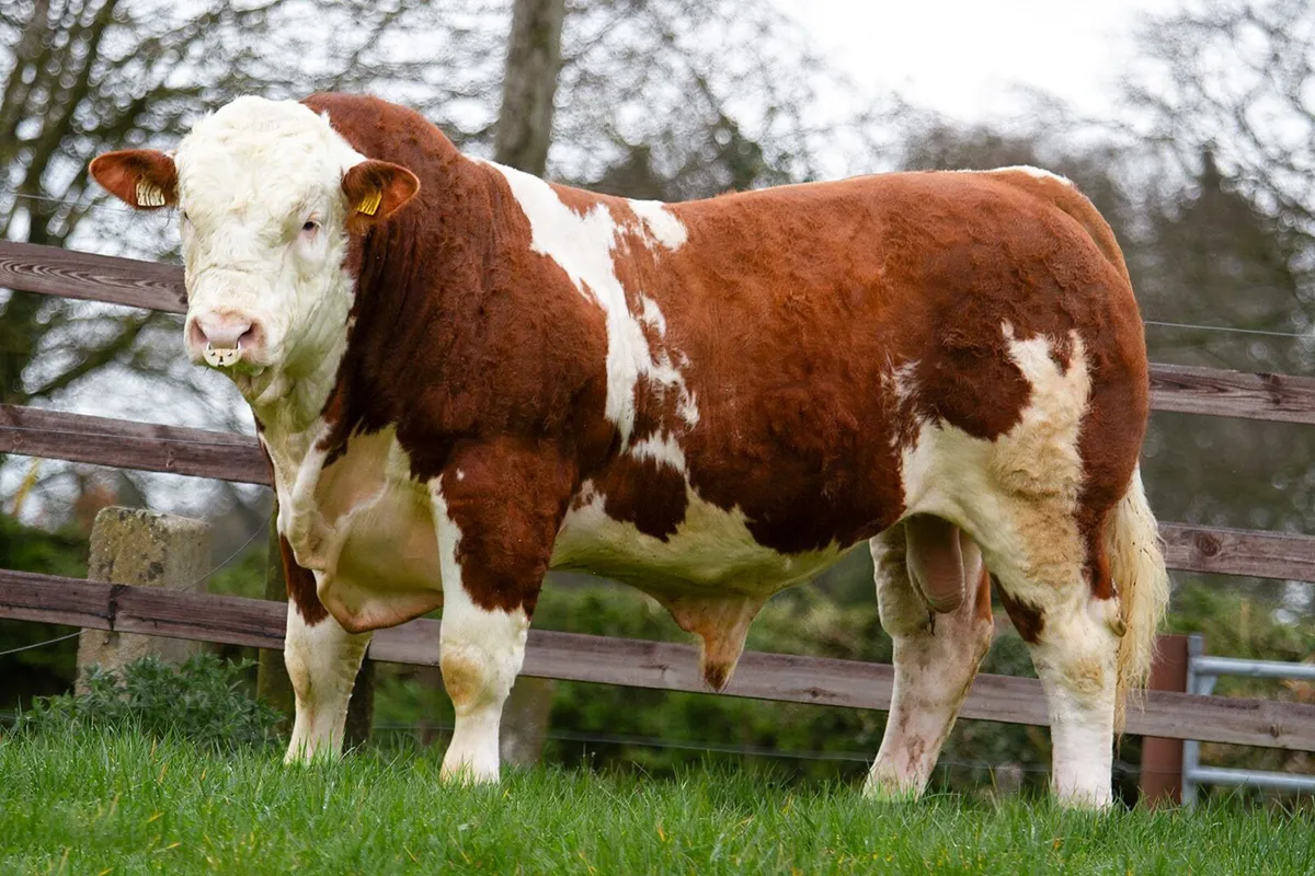 Bulls for sale Irish Simmental Premier 28/03/26 - Image 2