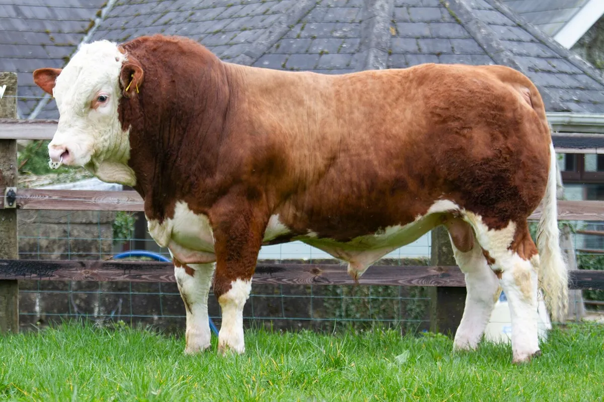 Bulls for sale Irish Simmental Premier 28/03/26 - Image 1
