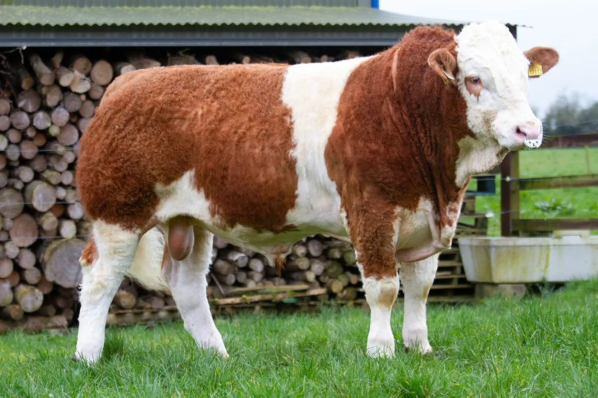 Simmental bulls suitable for heifers - Image 4