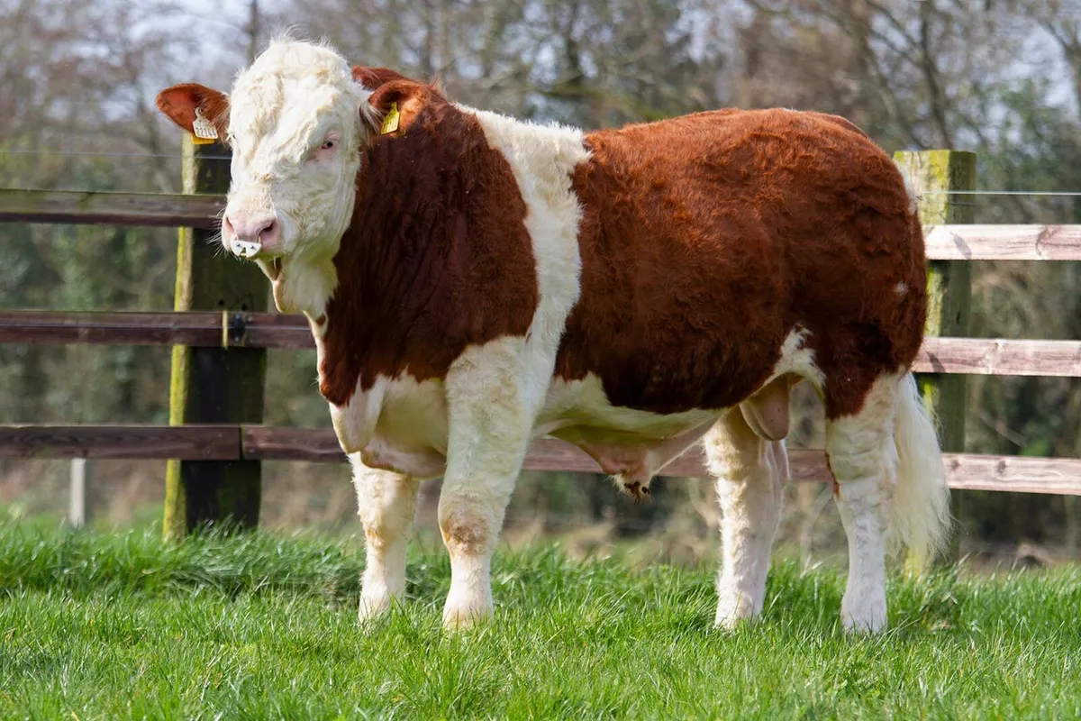 Selection of Simmental bulls for sale - Image 1