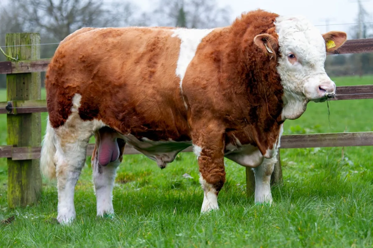 Bulls for sale Irish Simmental Premier 28/03/26 - Image 4