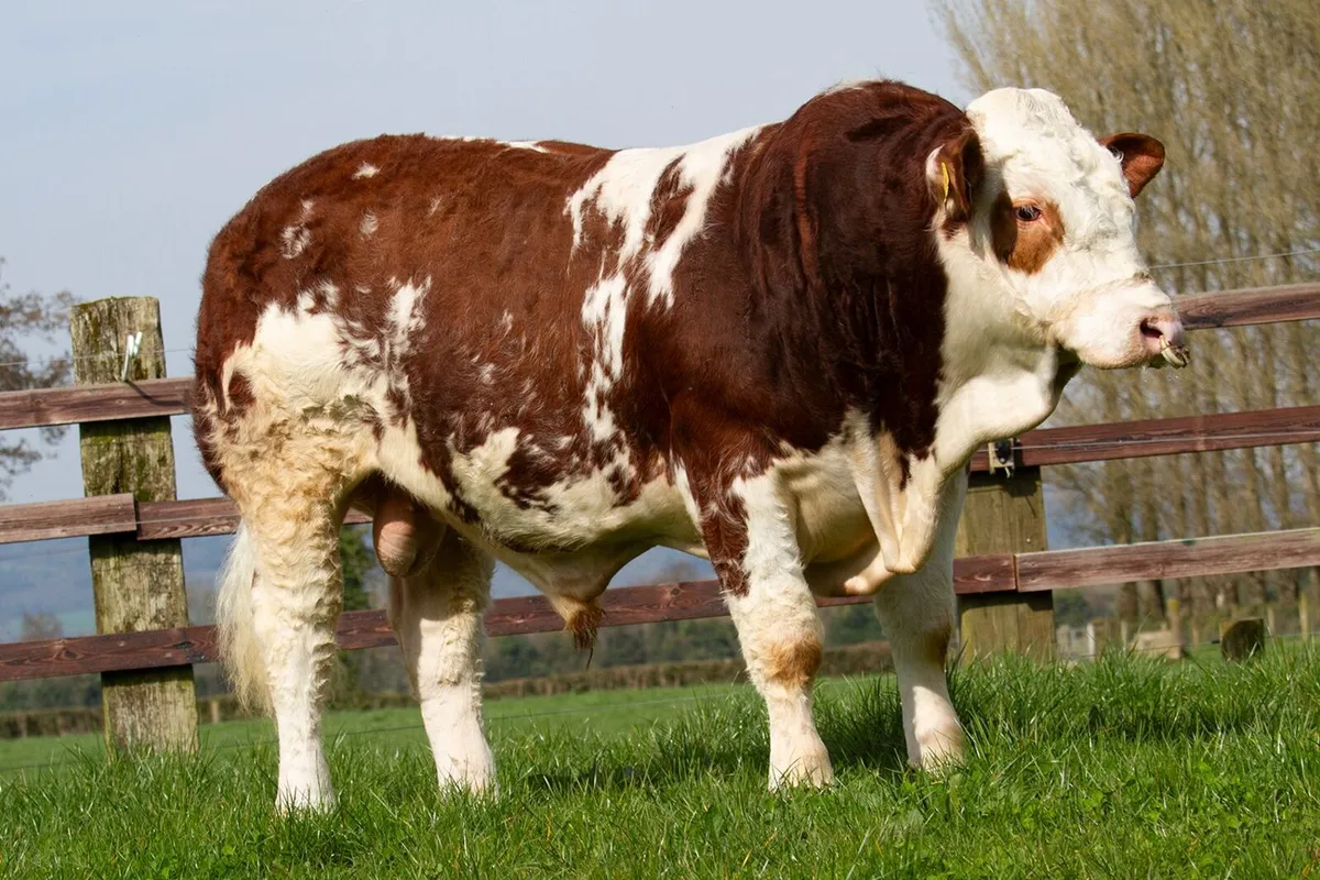 Selection of Simmental bulls for sale - Image 2