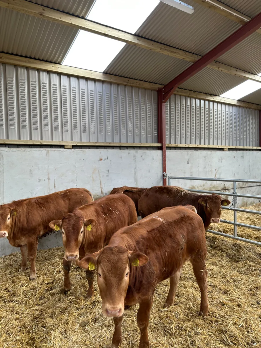 Lim heifers - Image 4