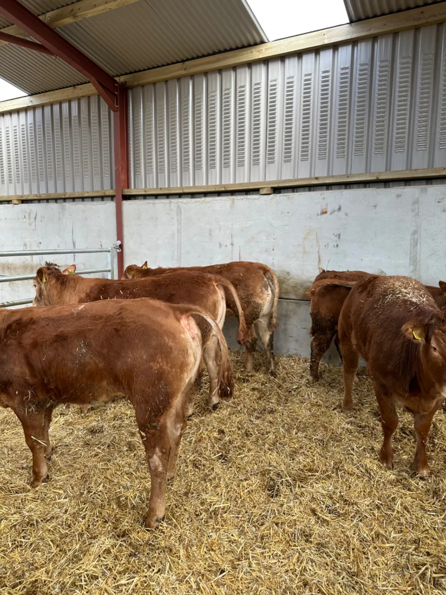 Lim heifers - Image 3