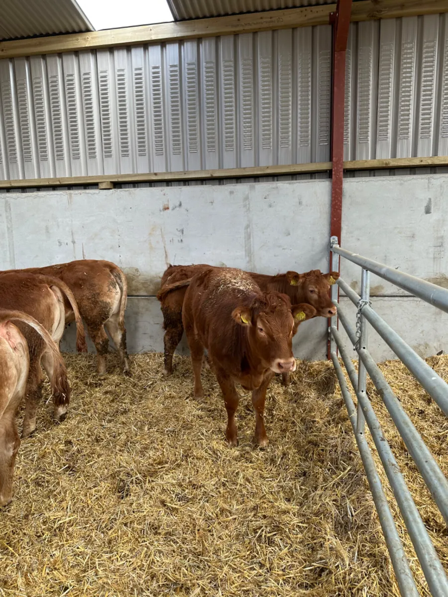 Lim heifers - Image 2