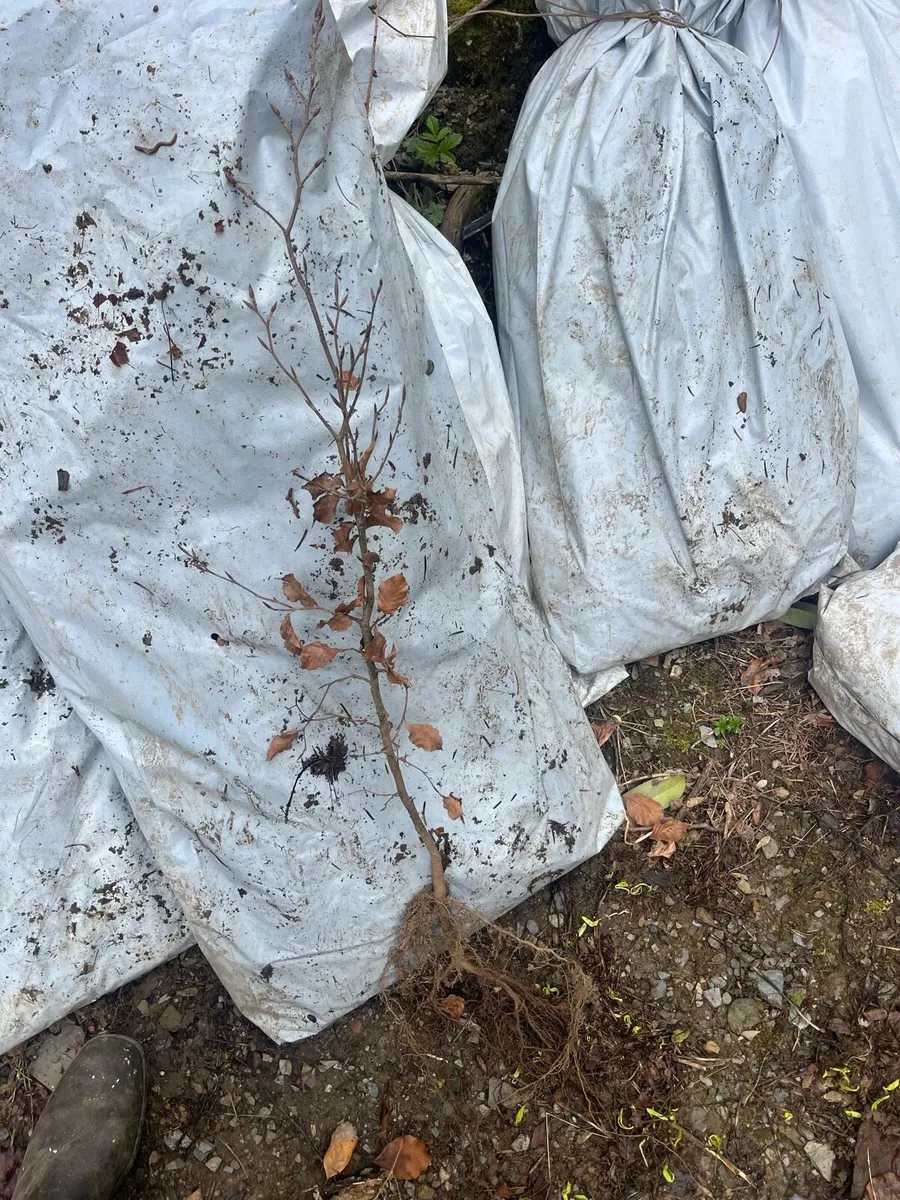 Beech plants - Image 1