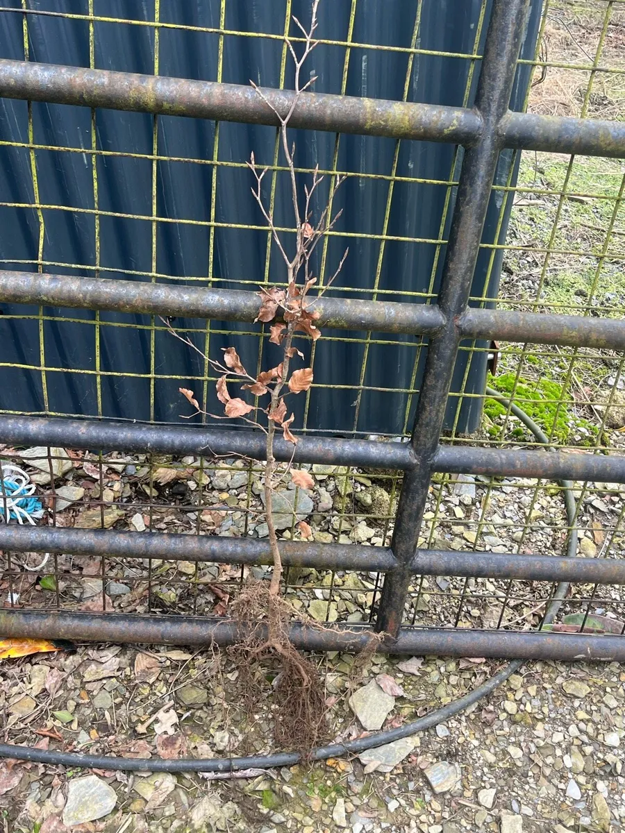 Beech plants - Image 2