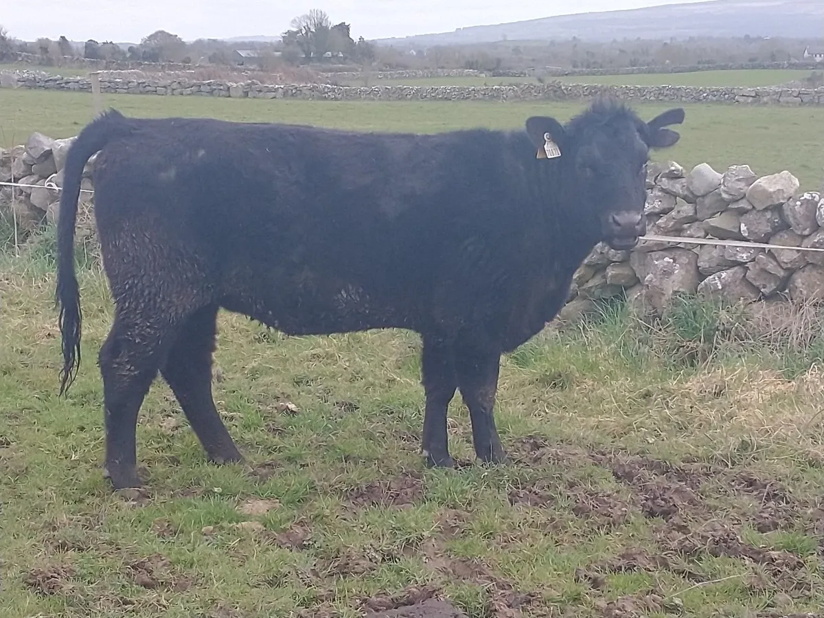 Super 5 ⭐Angus Heifer - Image 1