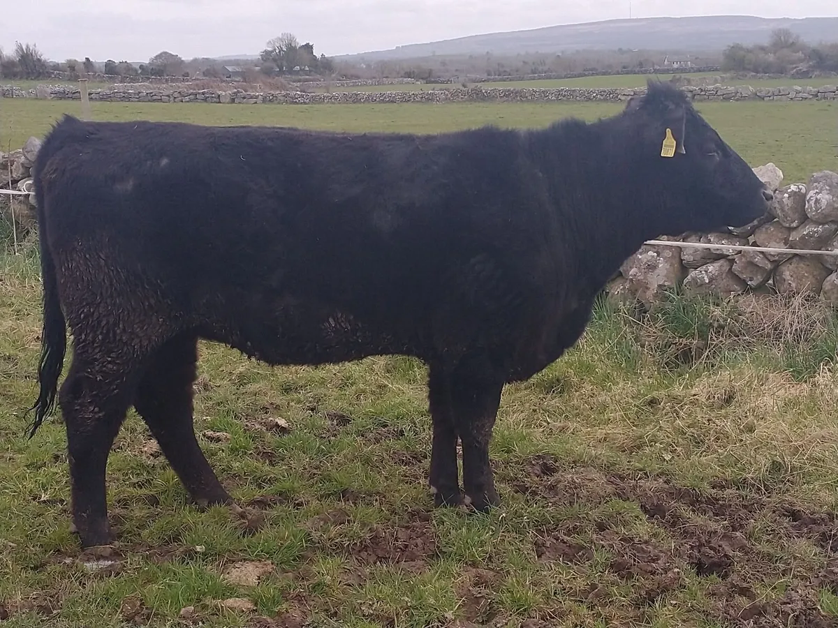 Super 5 ⭐Angus Heifer - Image 2