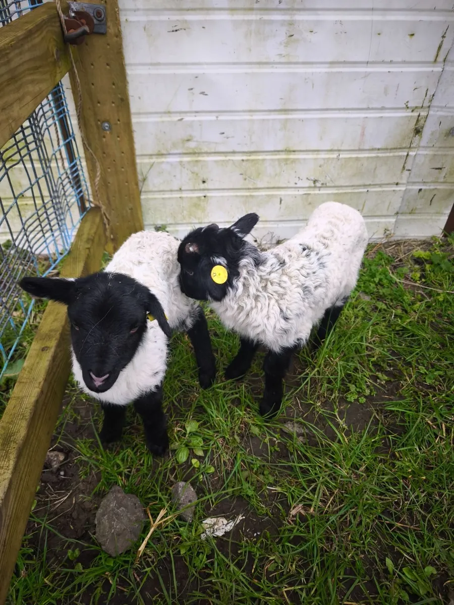 Mayo Blackface pet lambs. - Image 3