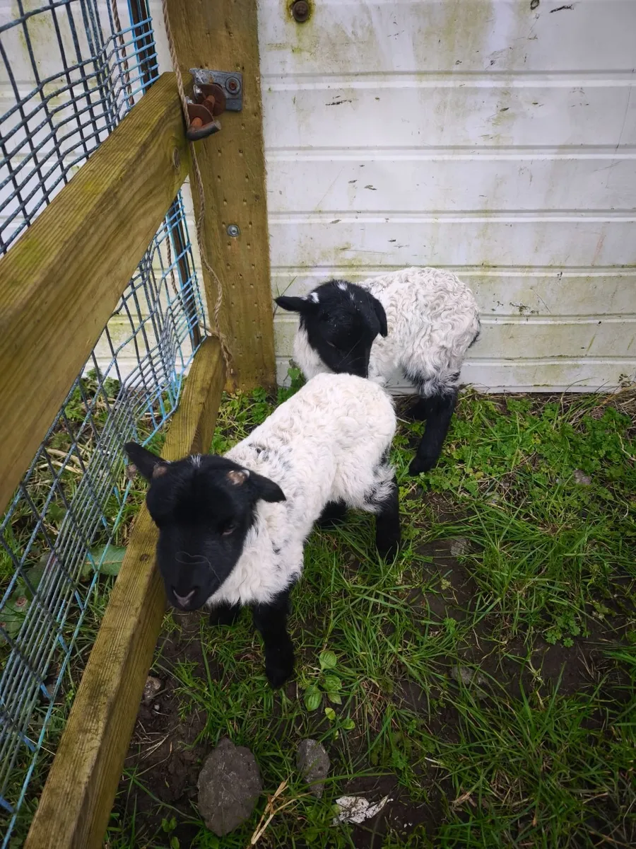 Mayo Blackface pet lambs. - Image 1