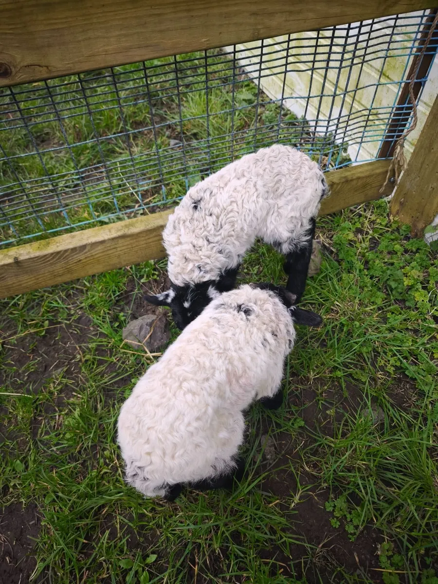 Mayo Blackface pet lambs. - Image 4
