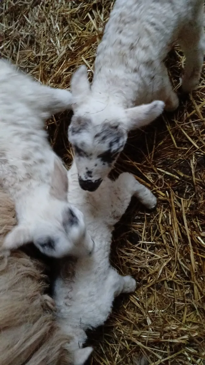 4 lambs - Image 4