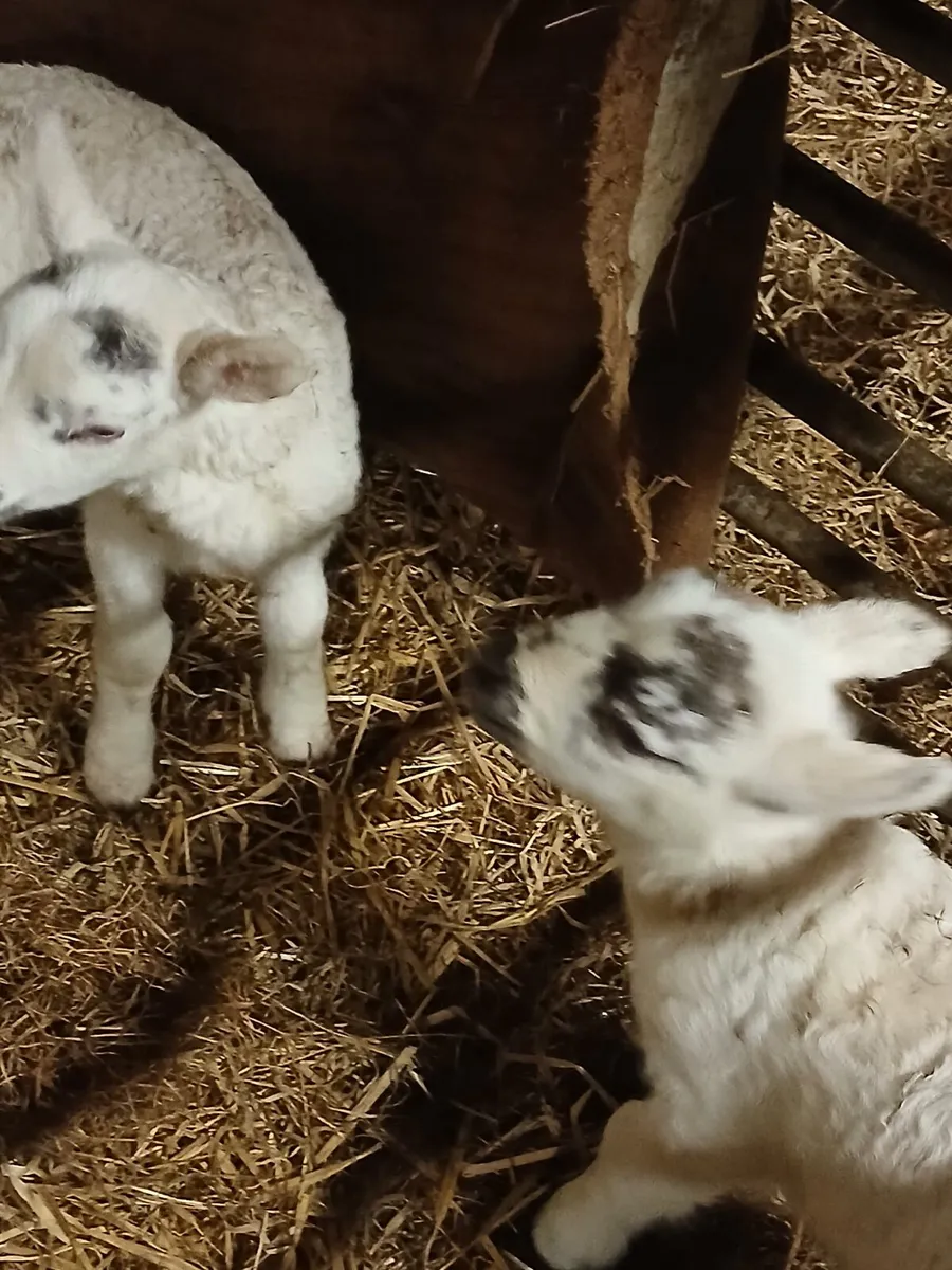 4 lambs - Image 1
