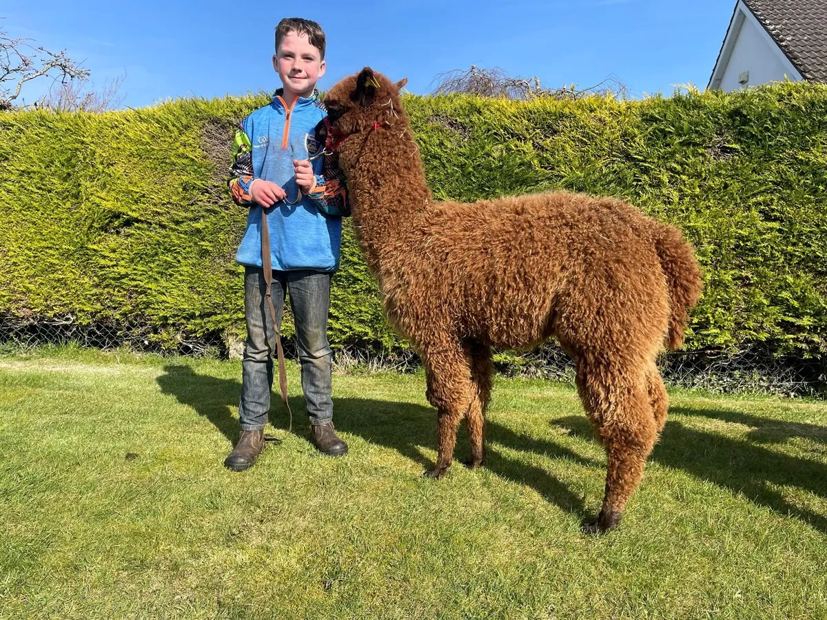 2 Male Alpacas So Friendly - Image 2