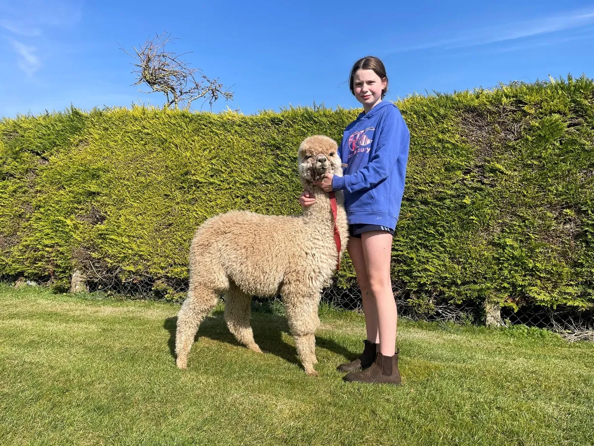 2 Male Alpacas So Friendly - Image 3