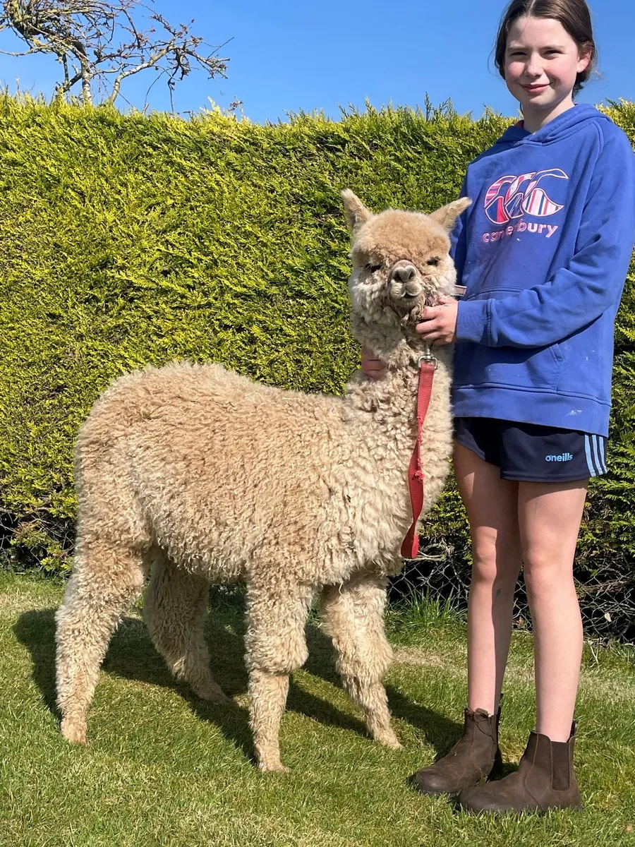2 Male Alpacas So Friendly - Image 4