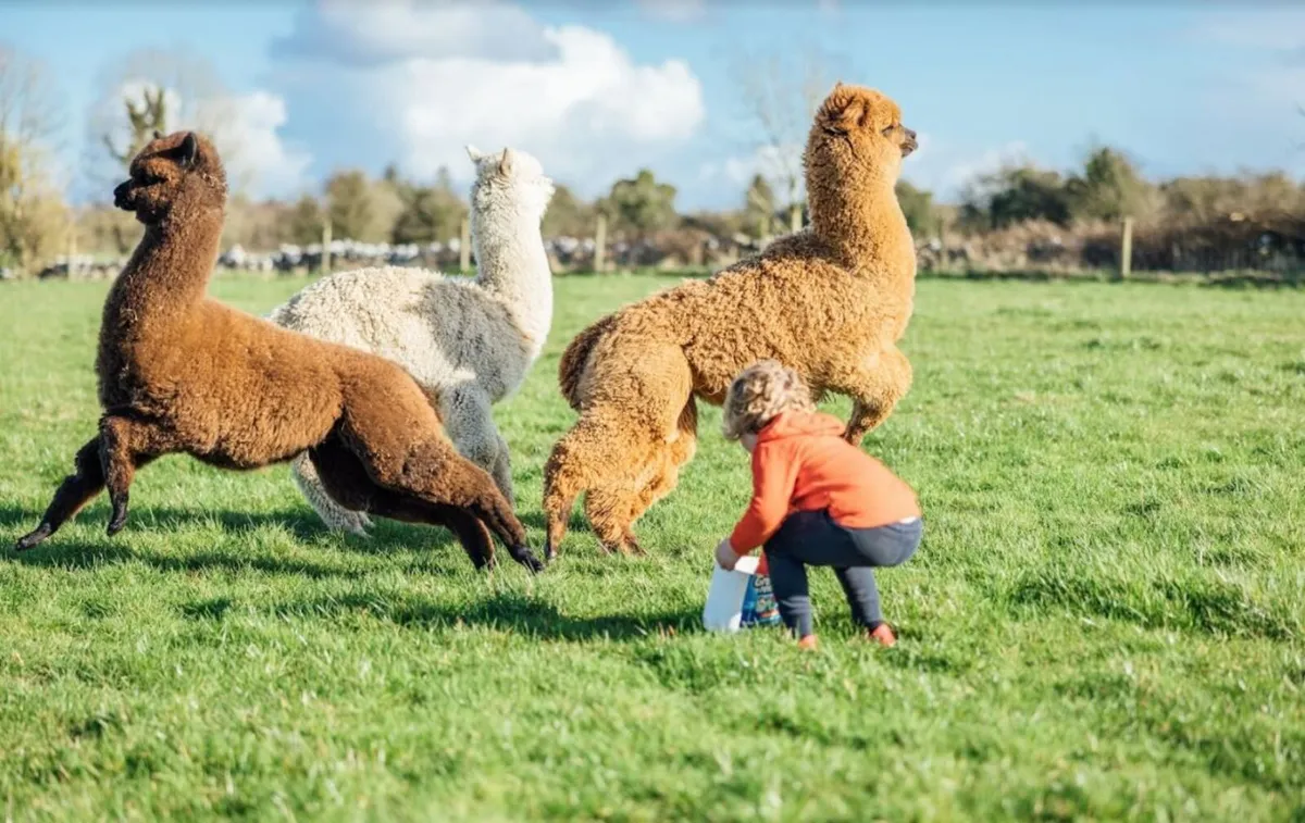 2 Male Alpacas So Friendly - Image 1