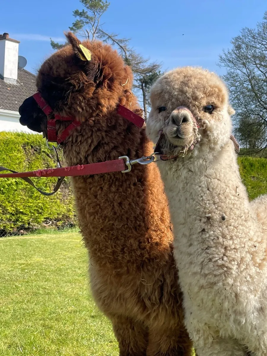 2 Male Alpacas So Friendly - Image 1