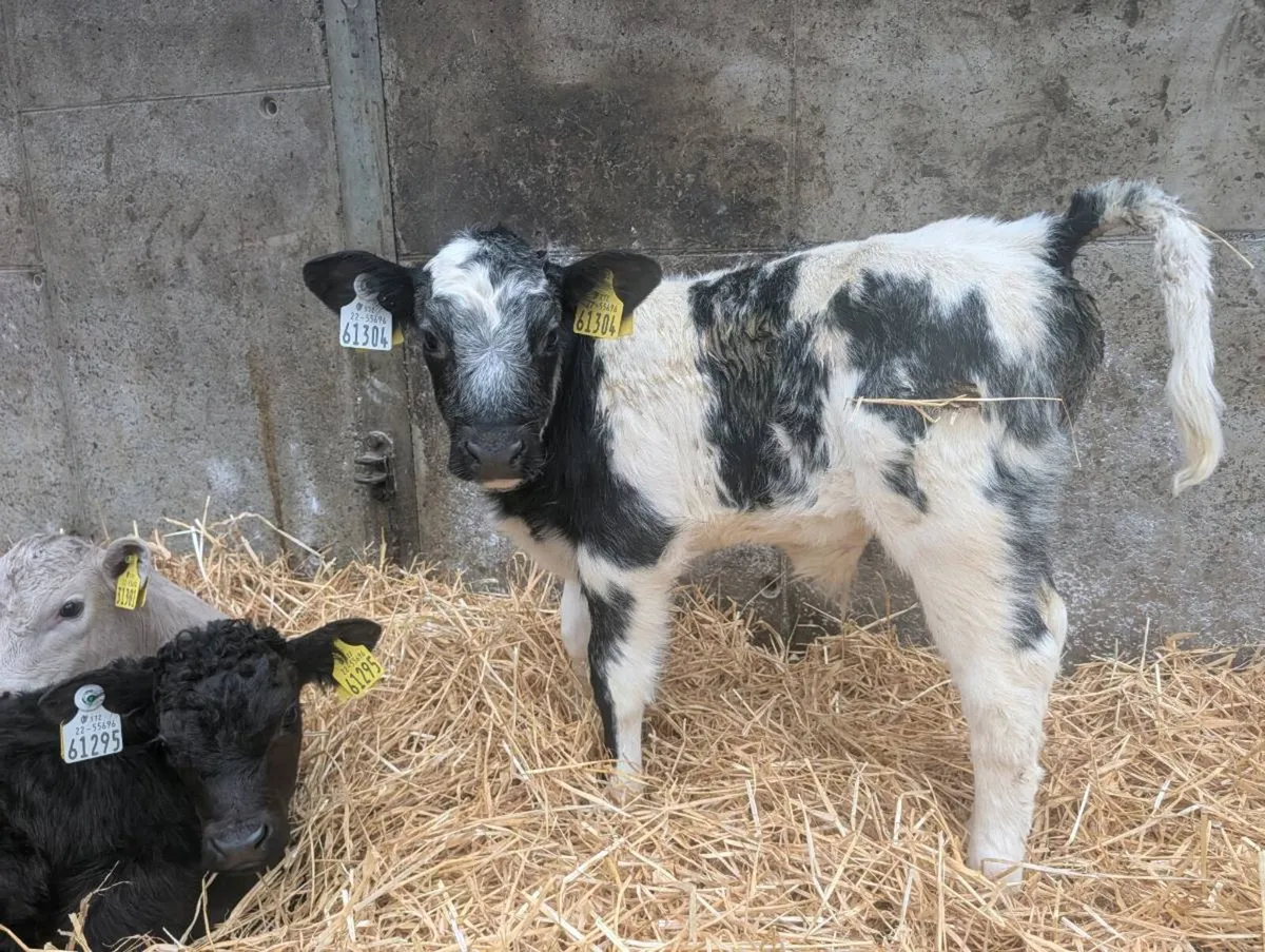 Suck foster calves calf - Image 1