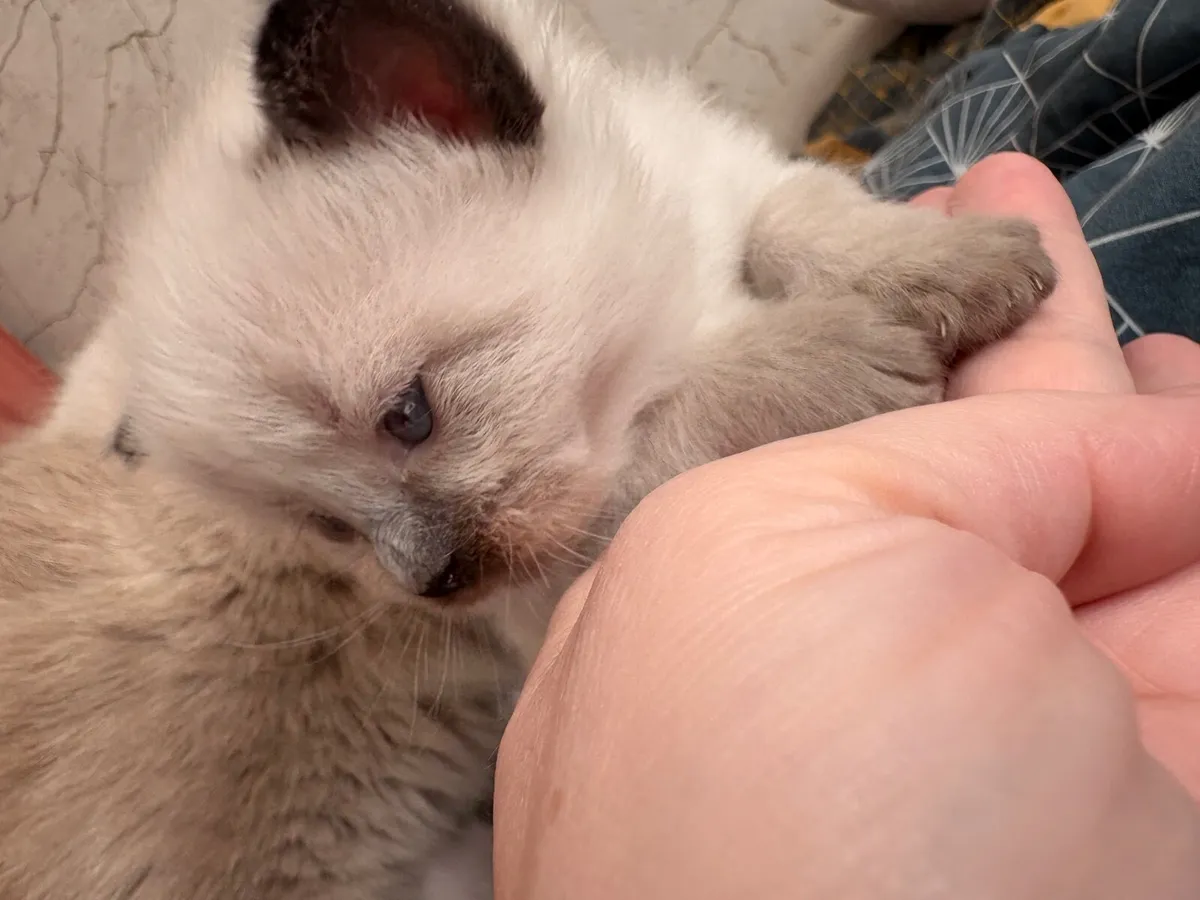 ❤️ Purebred Ragdoll Seal Colourpoint Kitten❤️ - Image 2