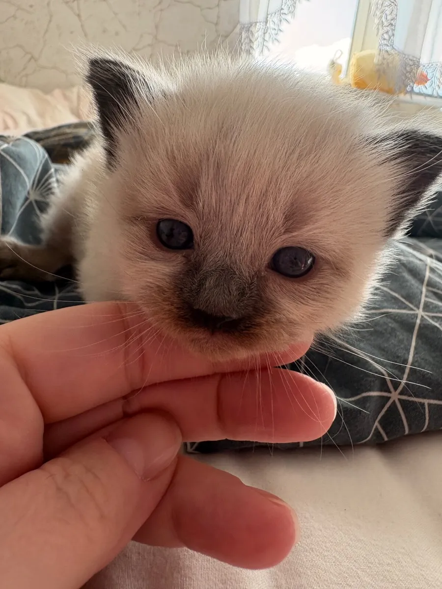 ❤️ Purebred Ragdoll Seal Colourpoint Kitten❤️ - Image 3