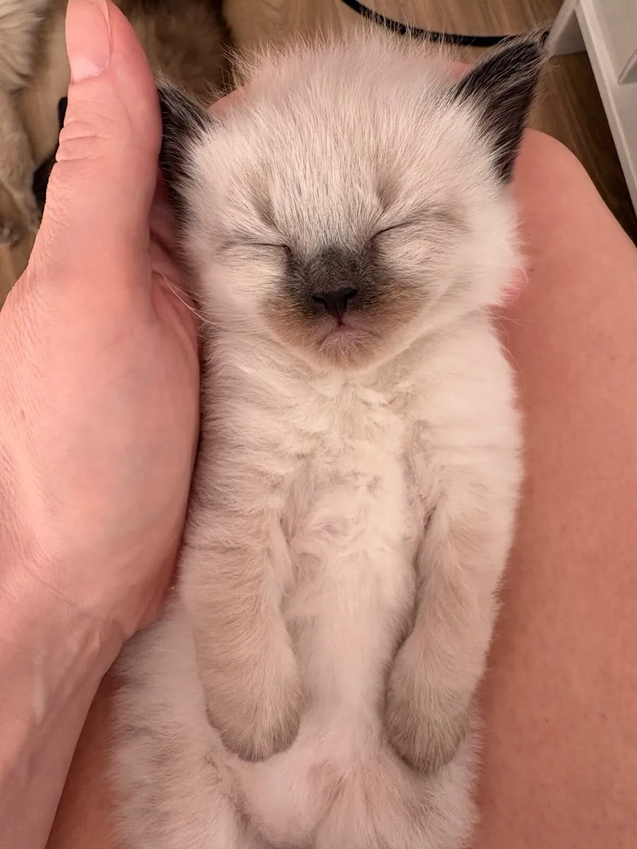 ❤️ Purebred Ragdoll Seal Colourpoint Kitten❤️ - Image 1