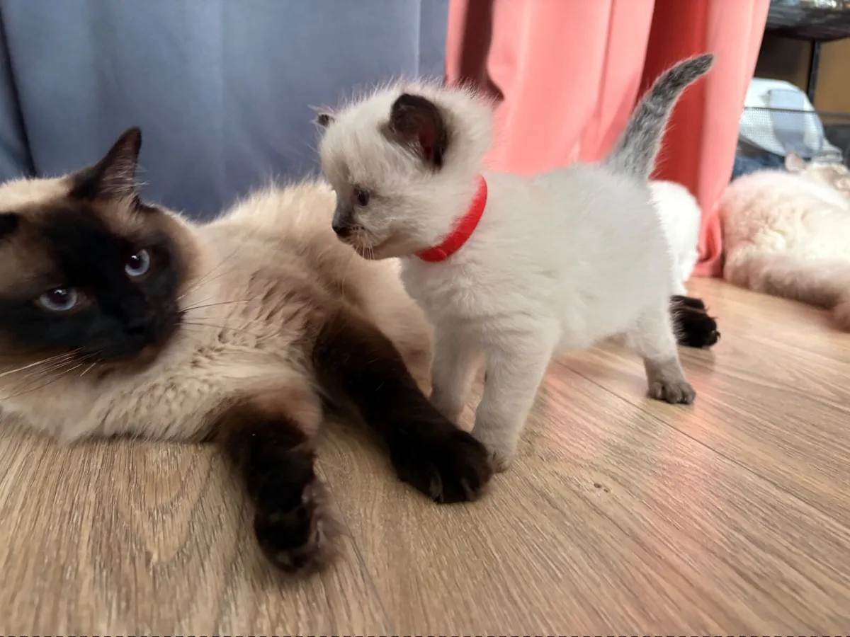 ❤️ Purebred Ragdoll Seal Colourpoint Kitten❤️ - Image 4