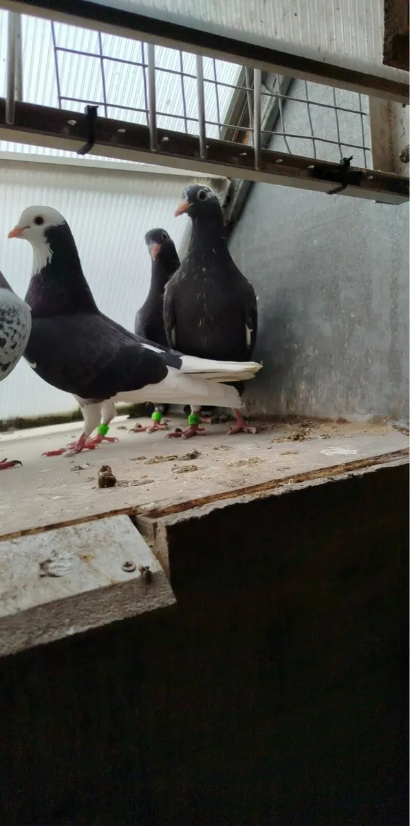 Tumbler Pigeons - Image 3