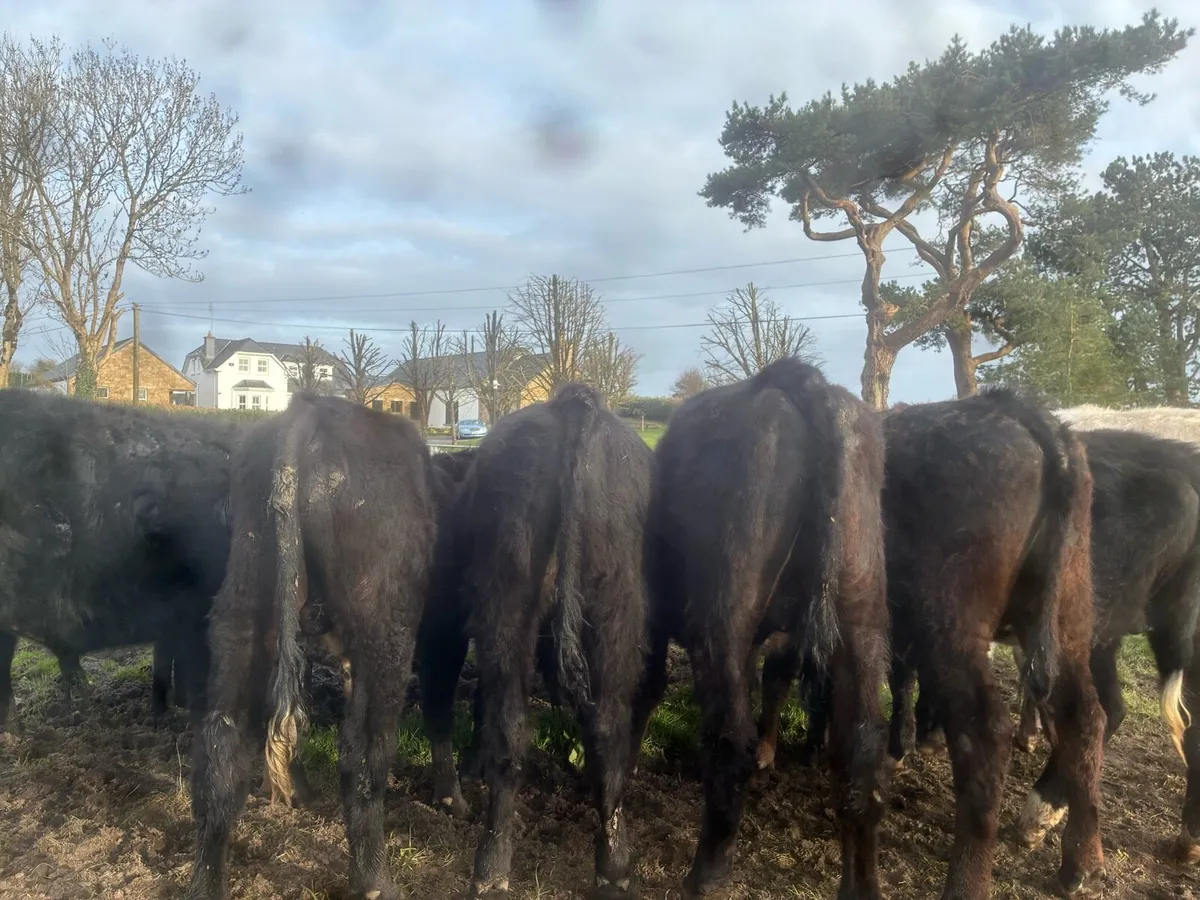 Angus bullocks - Image 2