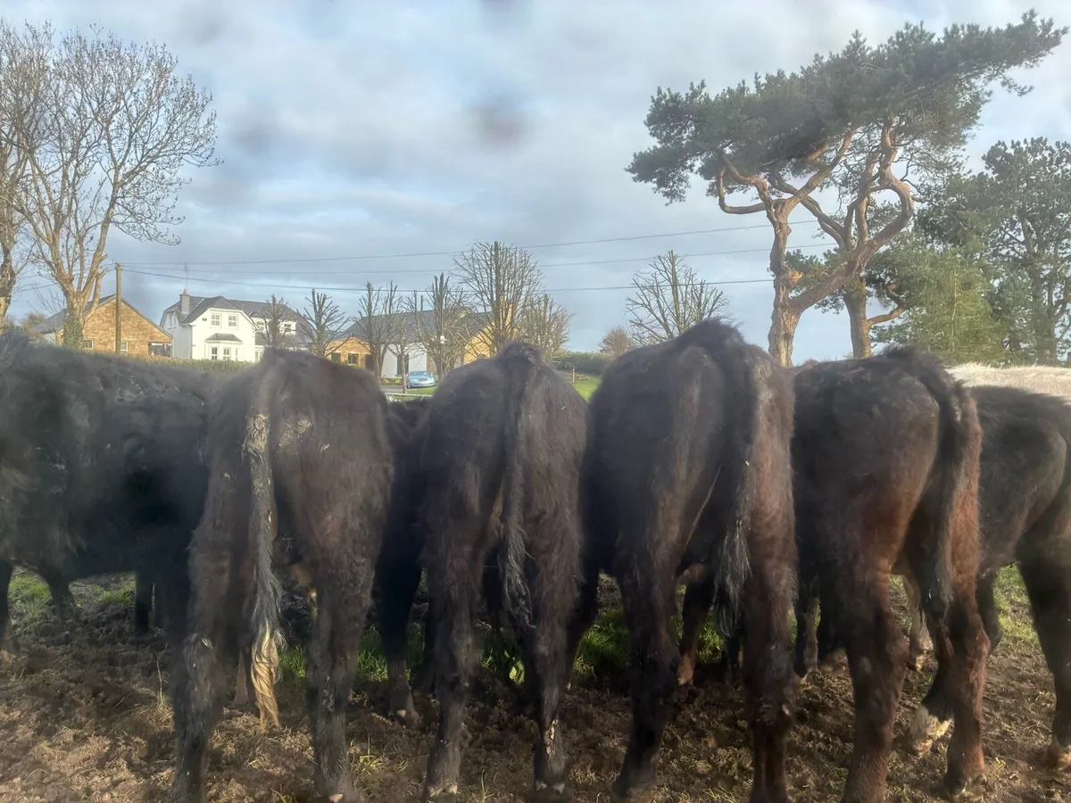 Angus bullocks - Image 3