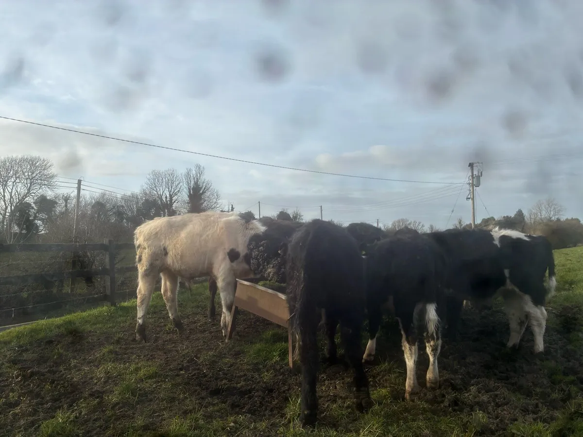 Angus bullocks - Image 4