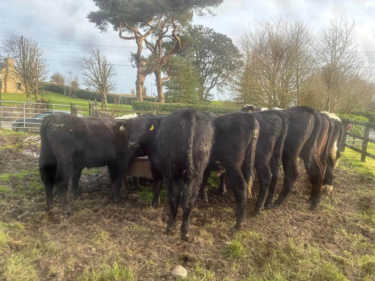 Angus bullocks - Image 1