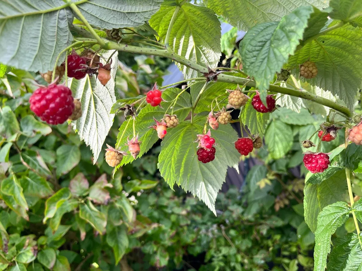Young raspberry bushes for sale - Image 1
