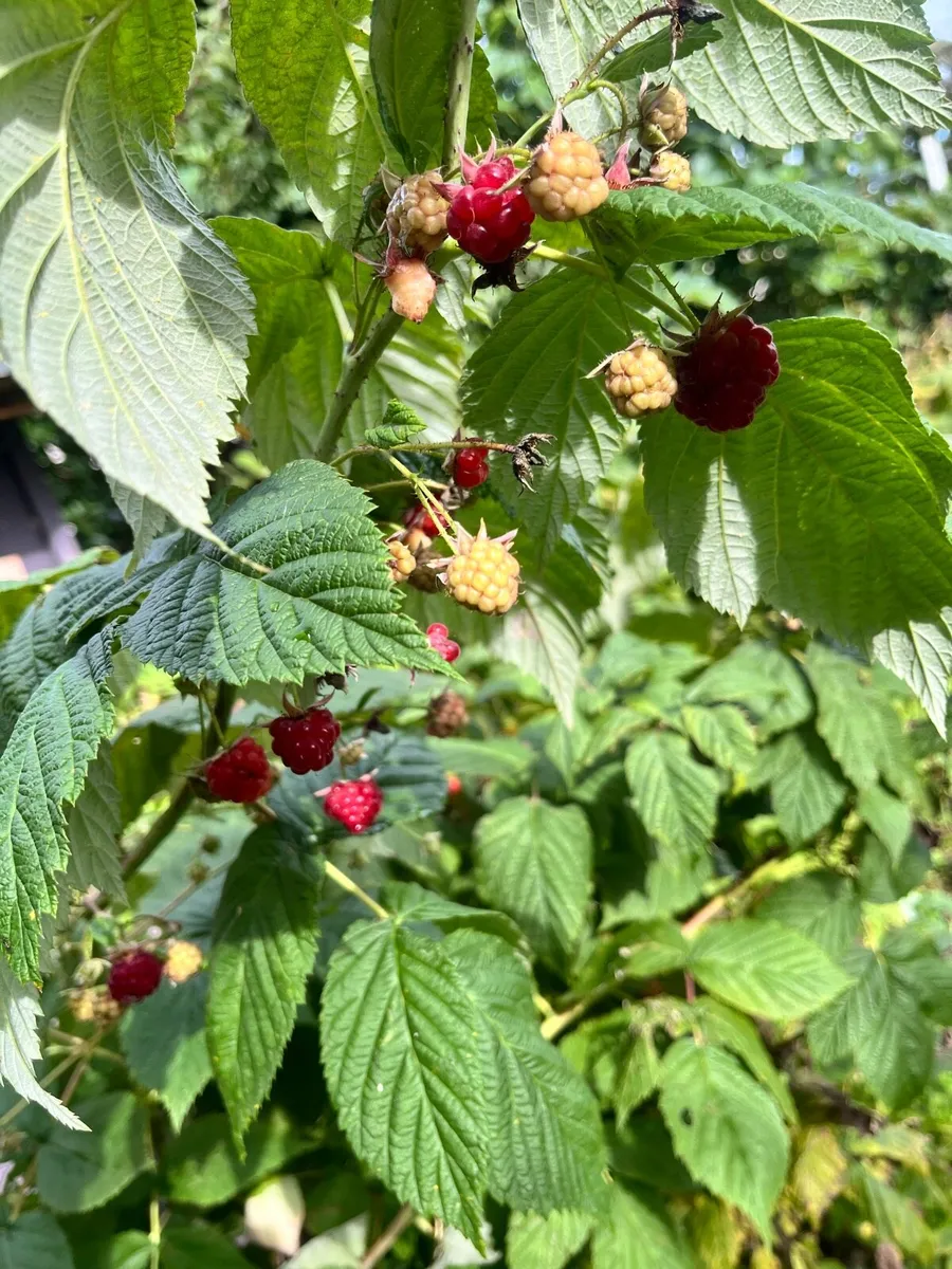 Young raspberry bushes for sale - Image 3