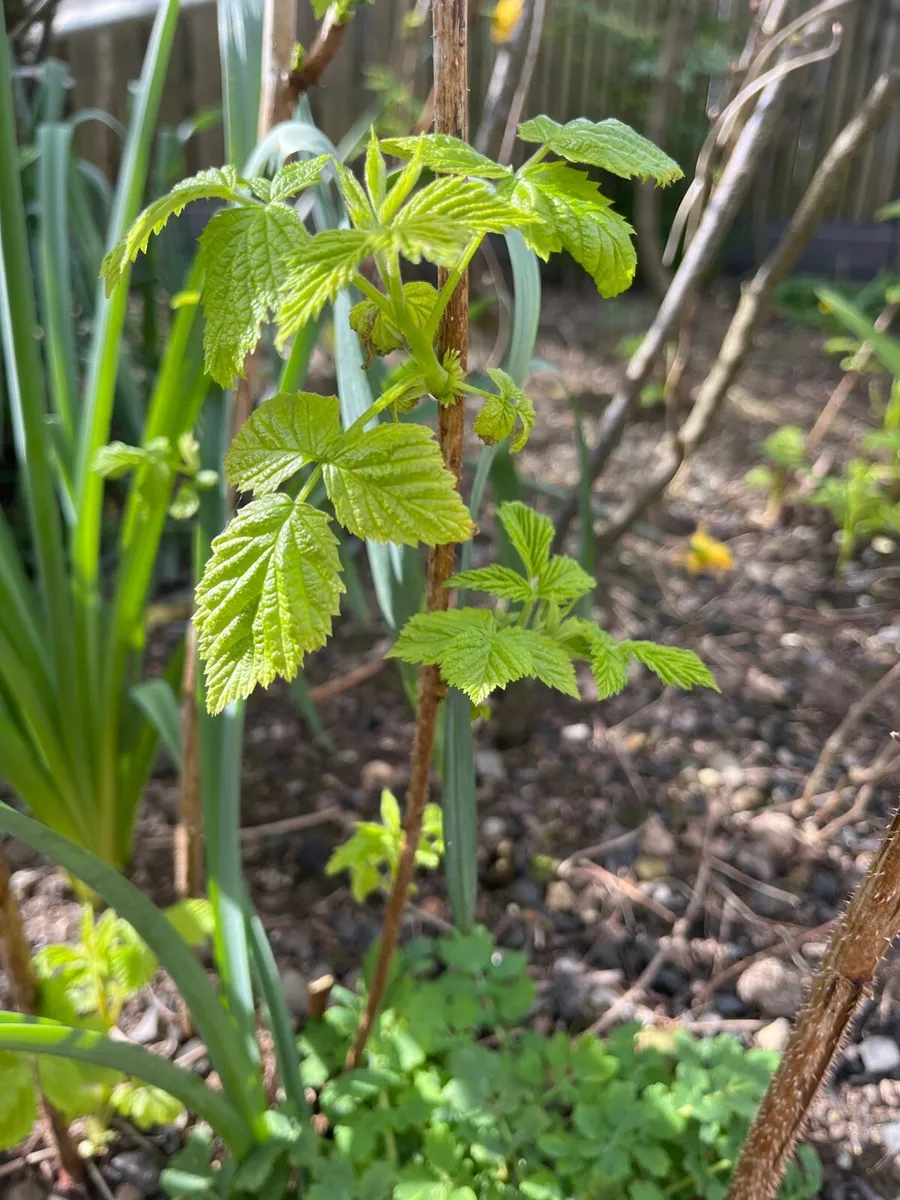 Young raspberry bushes for sale - Image 4