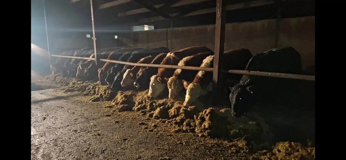 Pedigree bulls for sale - Image 1