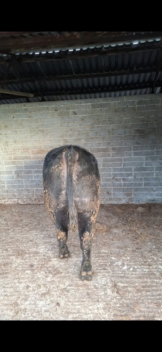 Pedigree bulls for sale - Image 2