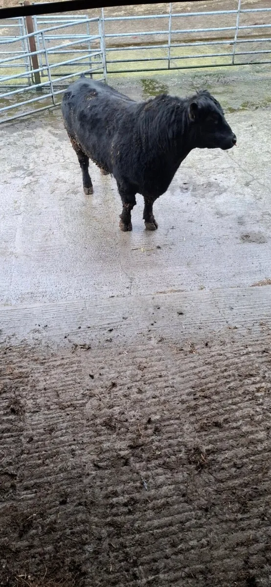 Pedigree bulls for sale - Image 3