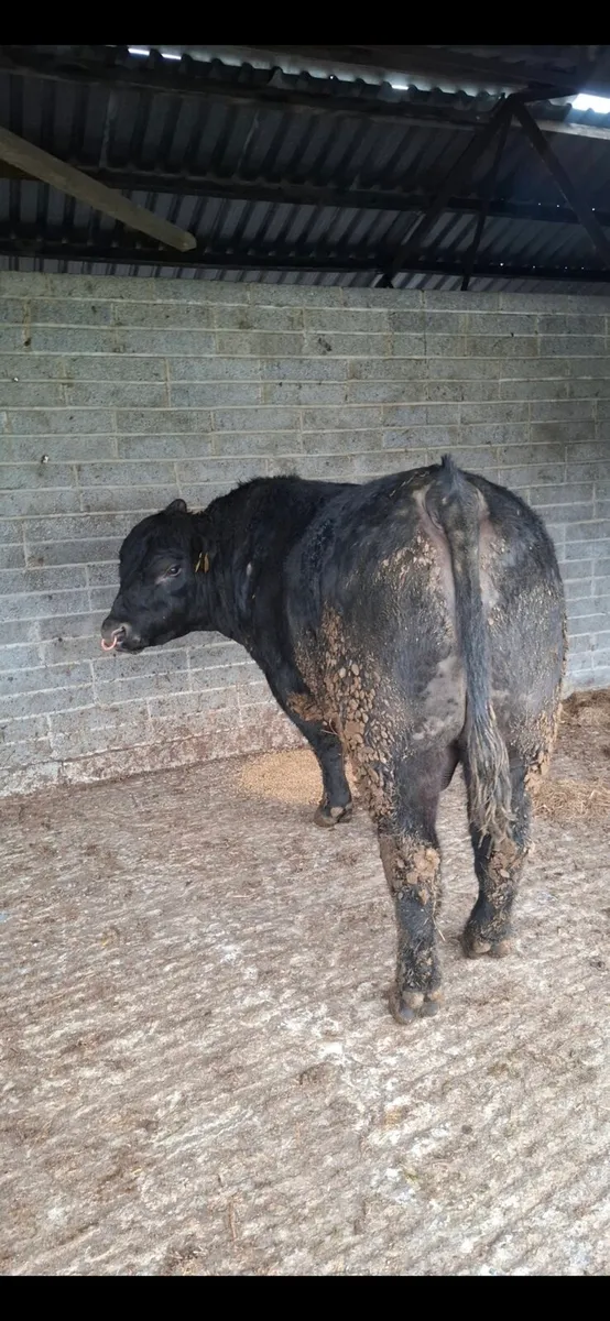 Pedigree bulls for sale - Image 4
