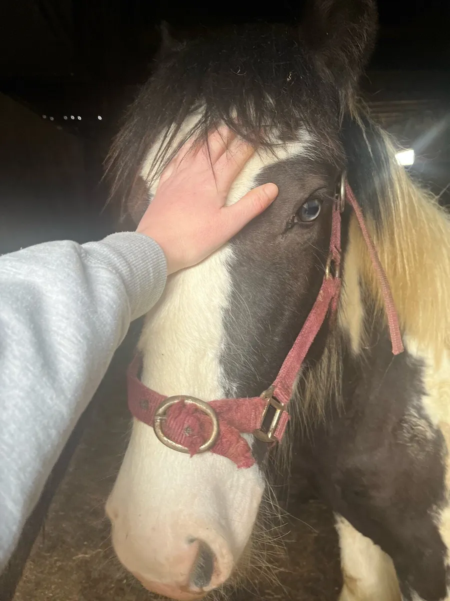 Yearling Horse For Sale - Image 2