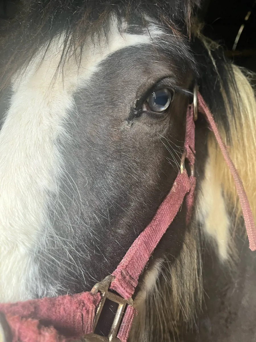 Yearling Horse For Sale - Image 3