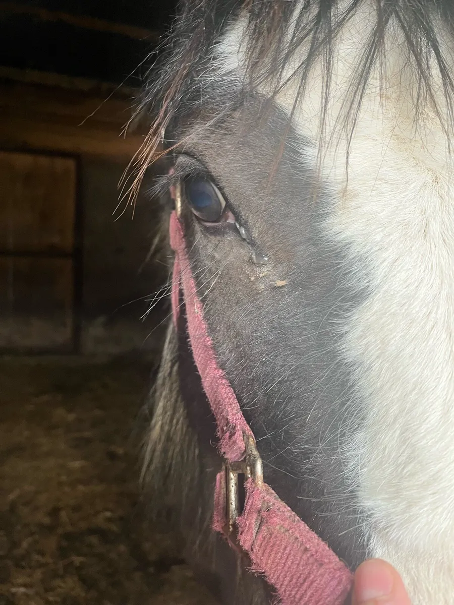 Yearling Horse For Sale - Image 4