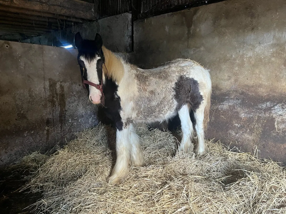 Yearling Horse For Sale - Image 1