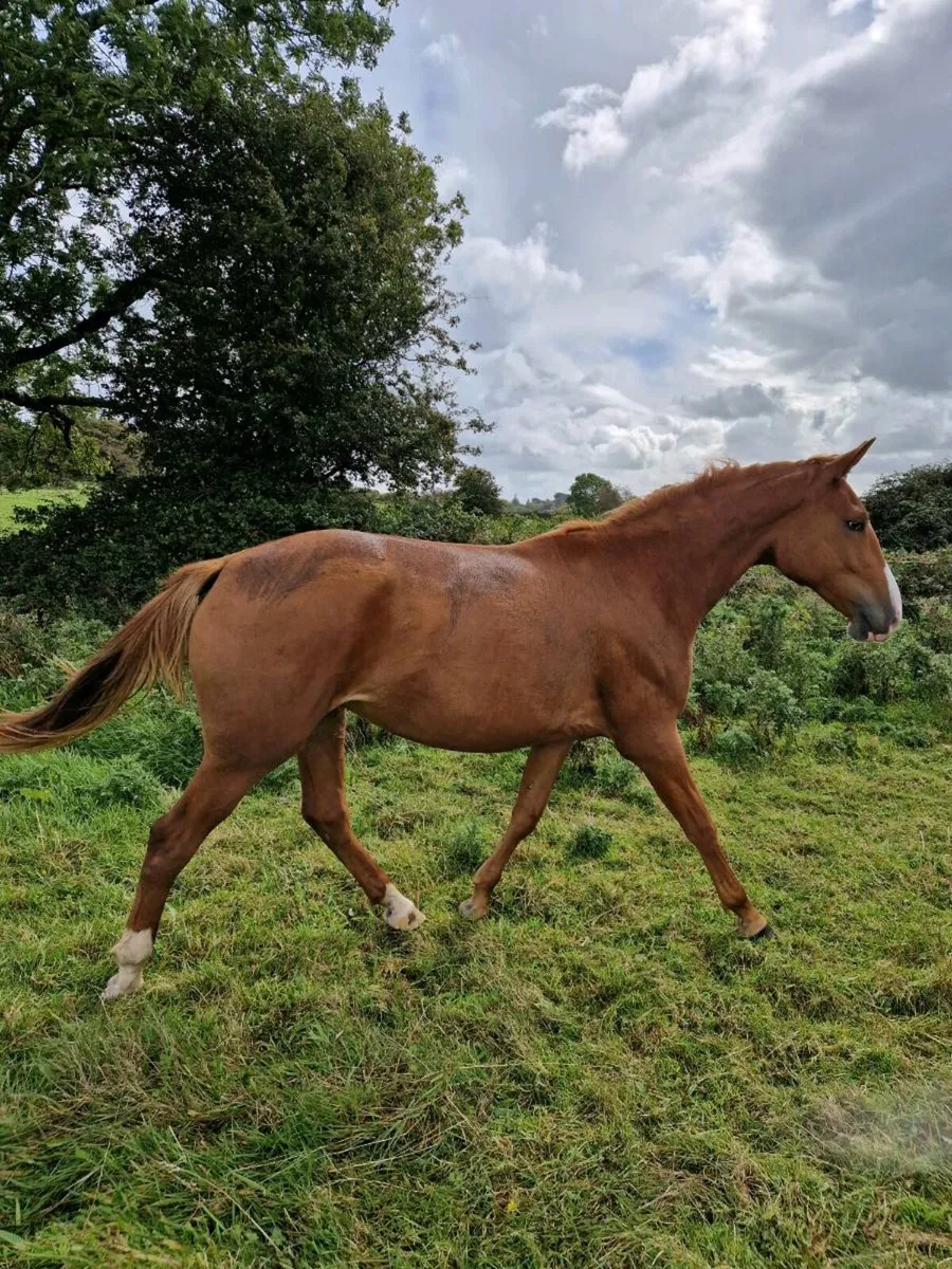 16.2 hh sports horse - Image 3